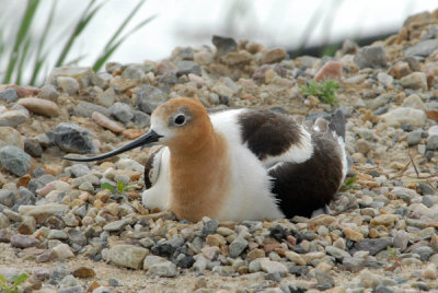 American Avocet on Nest