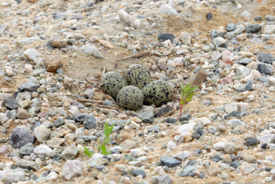 American Avocet Eggs