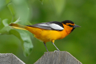 Bullocks Oriole - Male