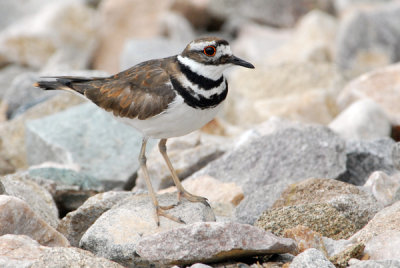 Killdeer
