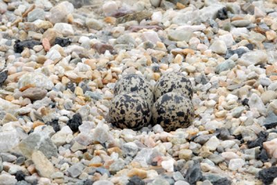 Killdeer Eggs