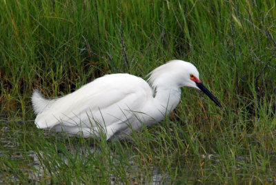 Snowy Egret - w/Red Lores