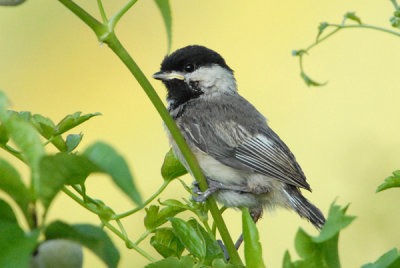 Black-Capped Chickadee Baby