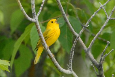 Yellow Warbler