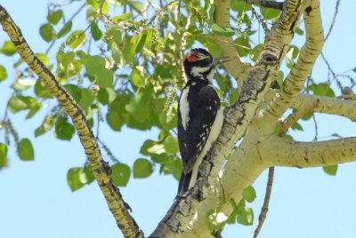 Hairy Woodpecker - Male