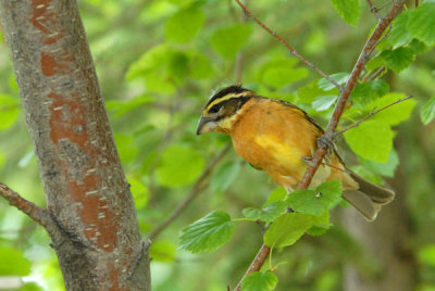 Black Headed Grosbeak - Female