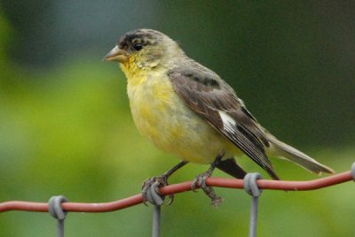 Lesser Goldfinch