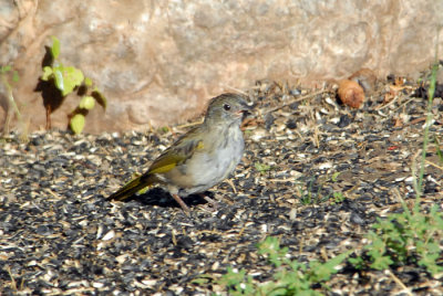 Green-tailed Towhee - Juvenile