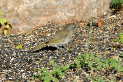 Green-tailed Towhee