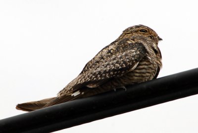 Common Nighthawk