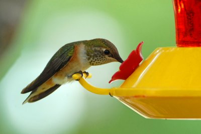 Rufous Hummingbird 