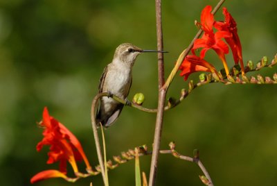 Black-chinned Hummingbird - Juvenile