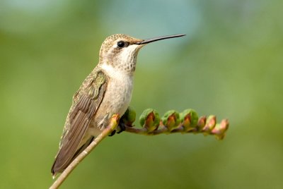 Black-chinned Hummingbird - Juvenile