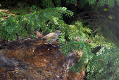 Green-tailed Towhee