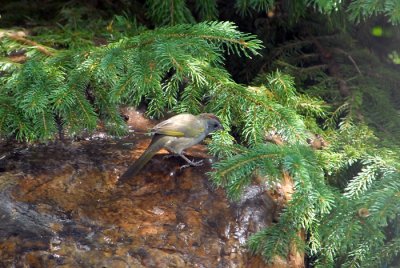 Green-tailed Towhee
