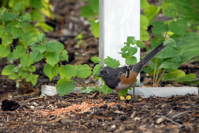 Spotted Towhee