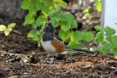 Spotted Towhee