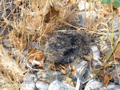 Common Nighthawk - Fledgling