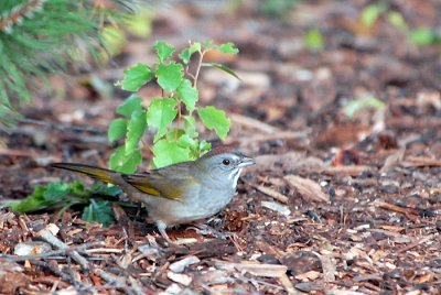 Green-Tailed Towhee