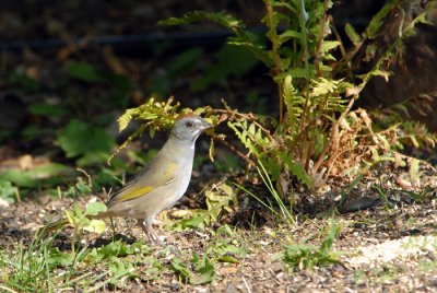 Green-Tailed Towhee