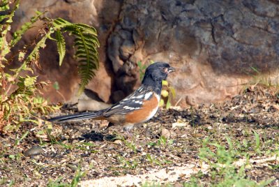 Spotted Towhee