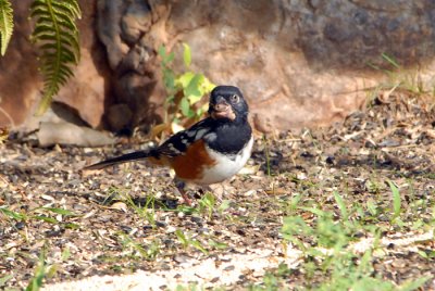 Spotted Towhee