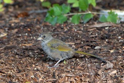 Green-Tailed Towhee (Juvenile)
