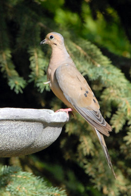 Mourning Dove