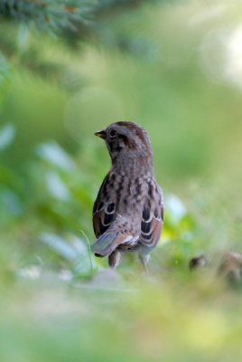 Song Sparrow