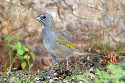 Green-tailed Towhee