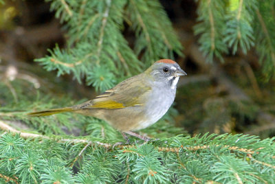 Green-tailed Towhee