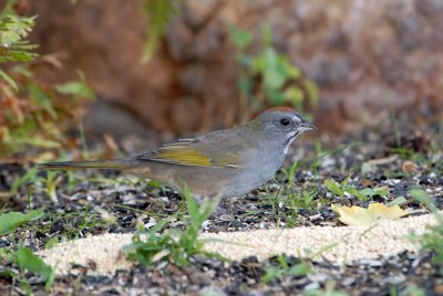 Green-tailed Towhee