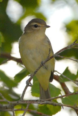 Warbling Vireo