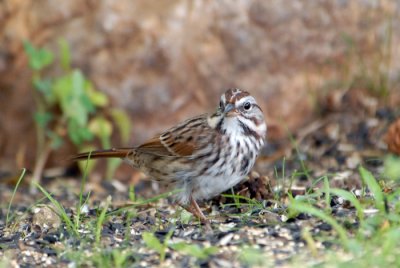 Song Sparrow
