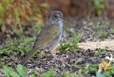 Green-tailed Towhee (Juvenile)