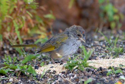 Green-tailed Towhee (Juvenile)