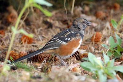Spotted Towhee (Juvenile)
