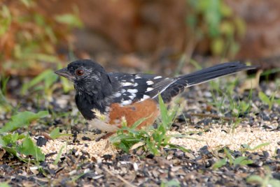 Spotted Towhee