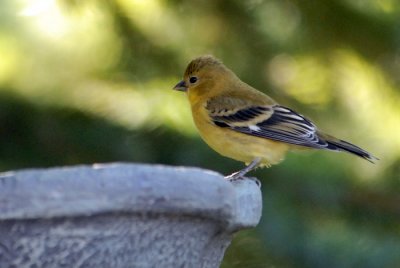 Lesser Goldfinch - Female