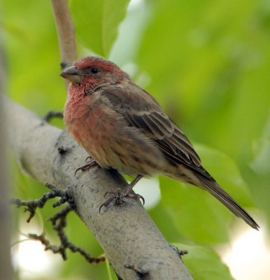 House Finch
