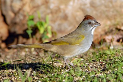 Green-tailed Towhee