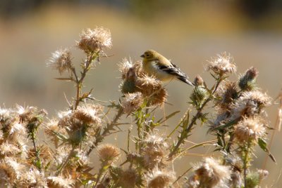 American Goldfinch