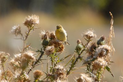 American Goldfinch