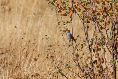 Mountain Bluebird