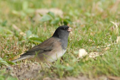 Dark-eyed Junco