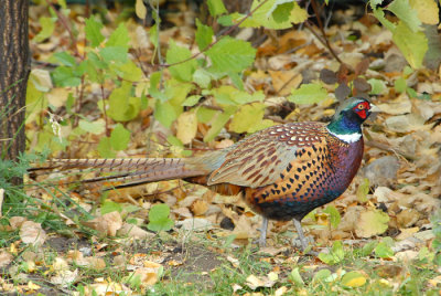 Ring-necked Pheasant