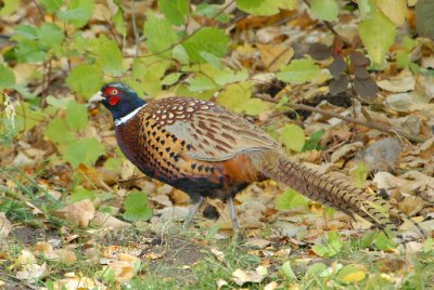 Ring-necked Pheasant