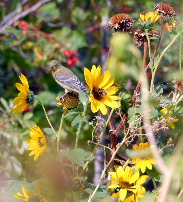 Lesser Goldfinch