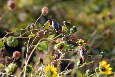 Lesser Goldfinch