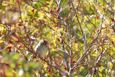 White-crowned Sparrow